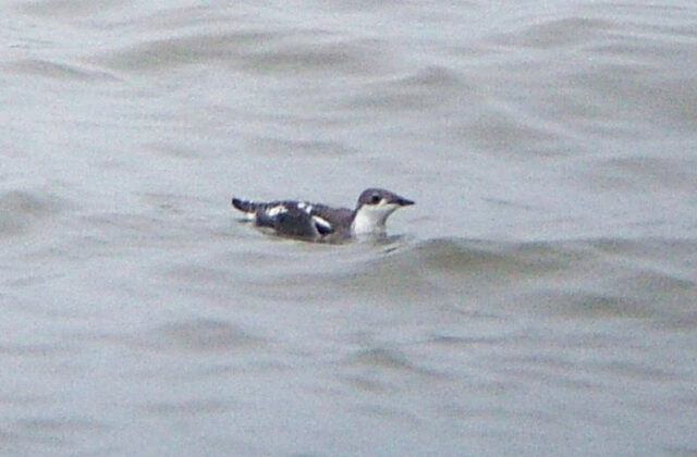 Long-billed Murrelet