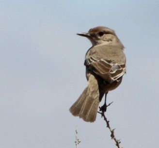 Chat Flycatcher