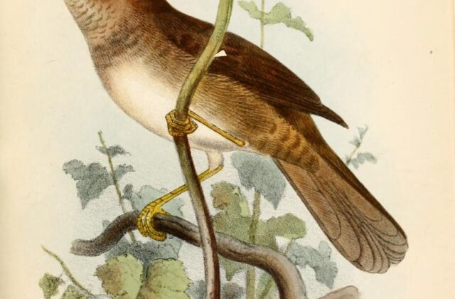 Knysna Warbler