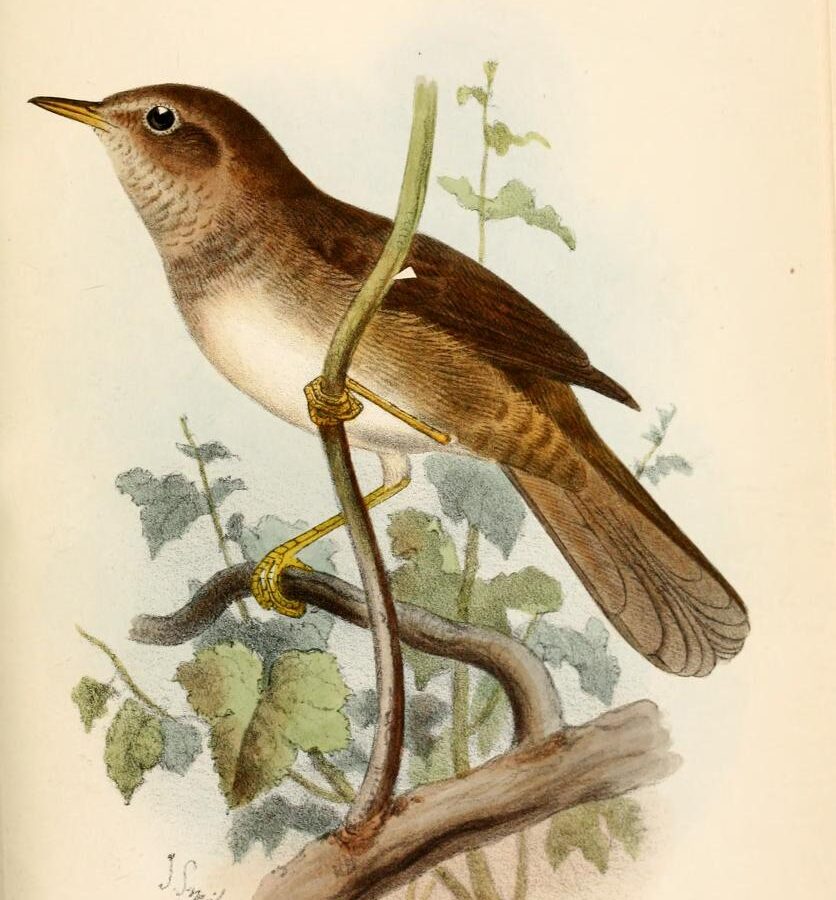 Knysna Warbler