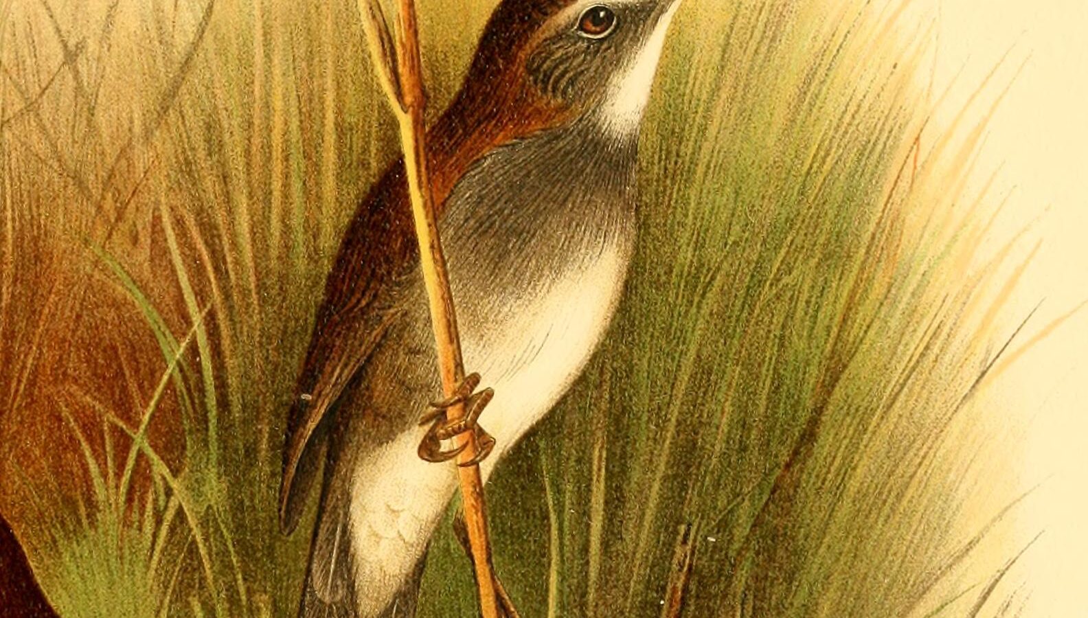 Bamboo Warbler