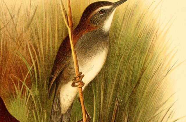 Bamboo Warbler