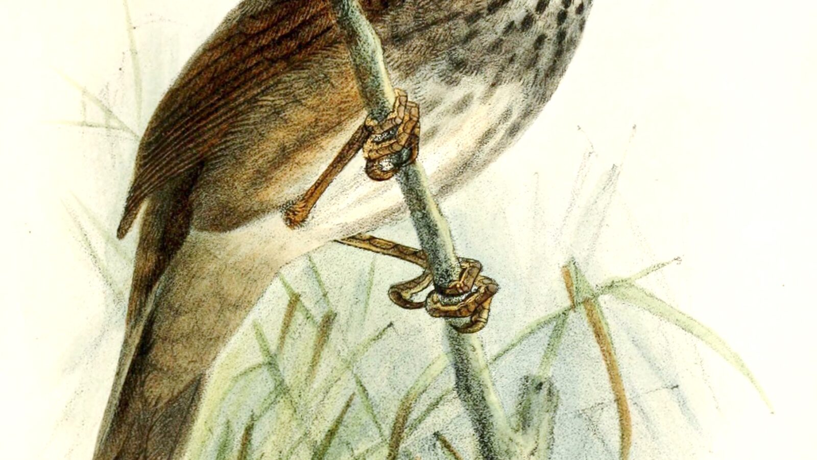Barratt’s Warbler