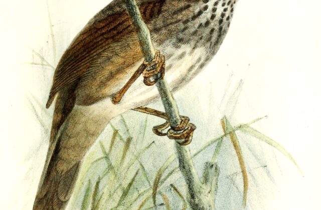 Barratt’s Warbler