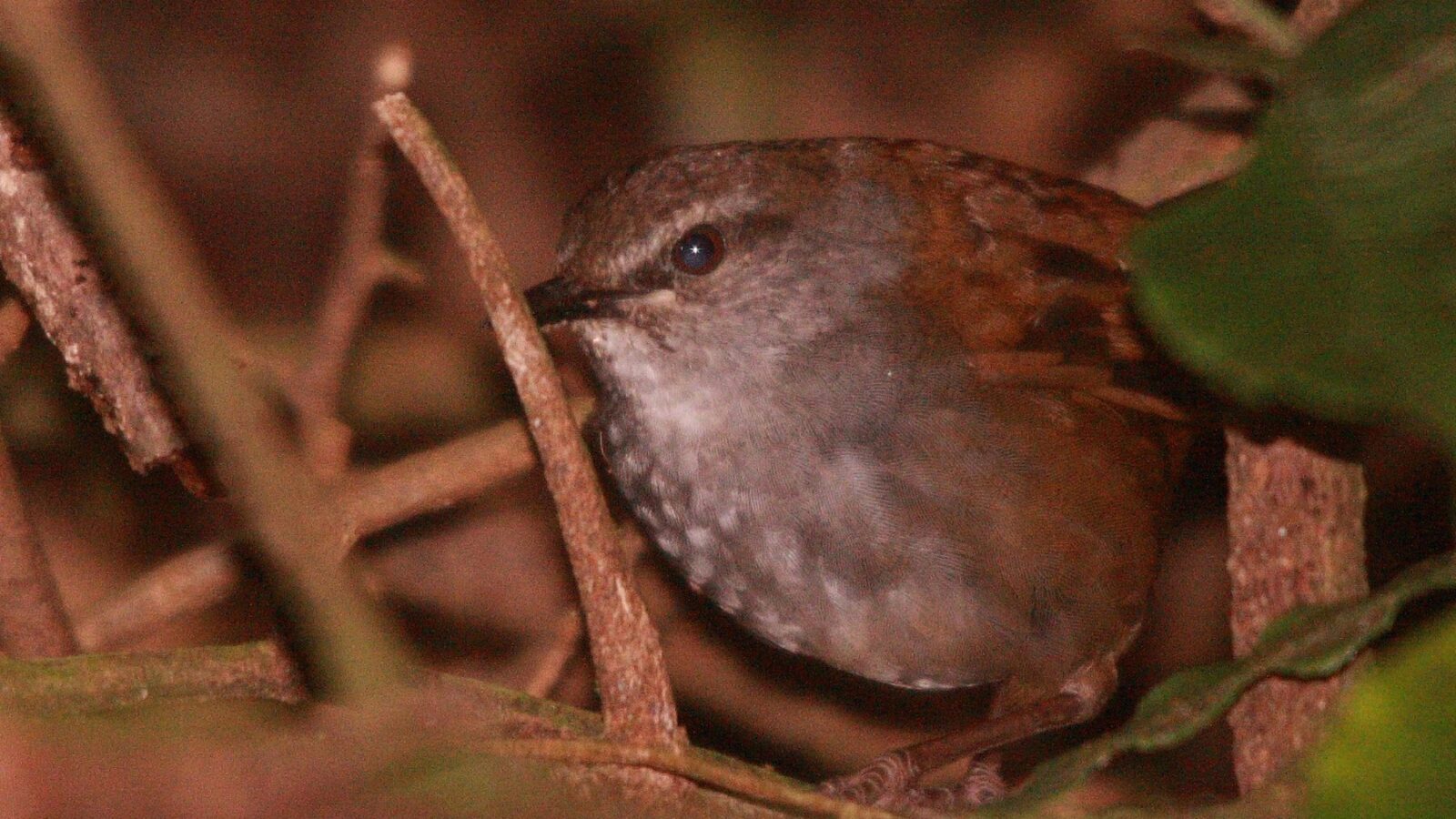 Sulawesi Bush Warbler