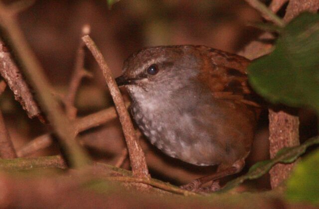 Sulawesi Bush Warbler