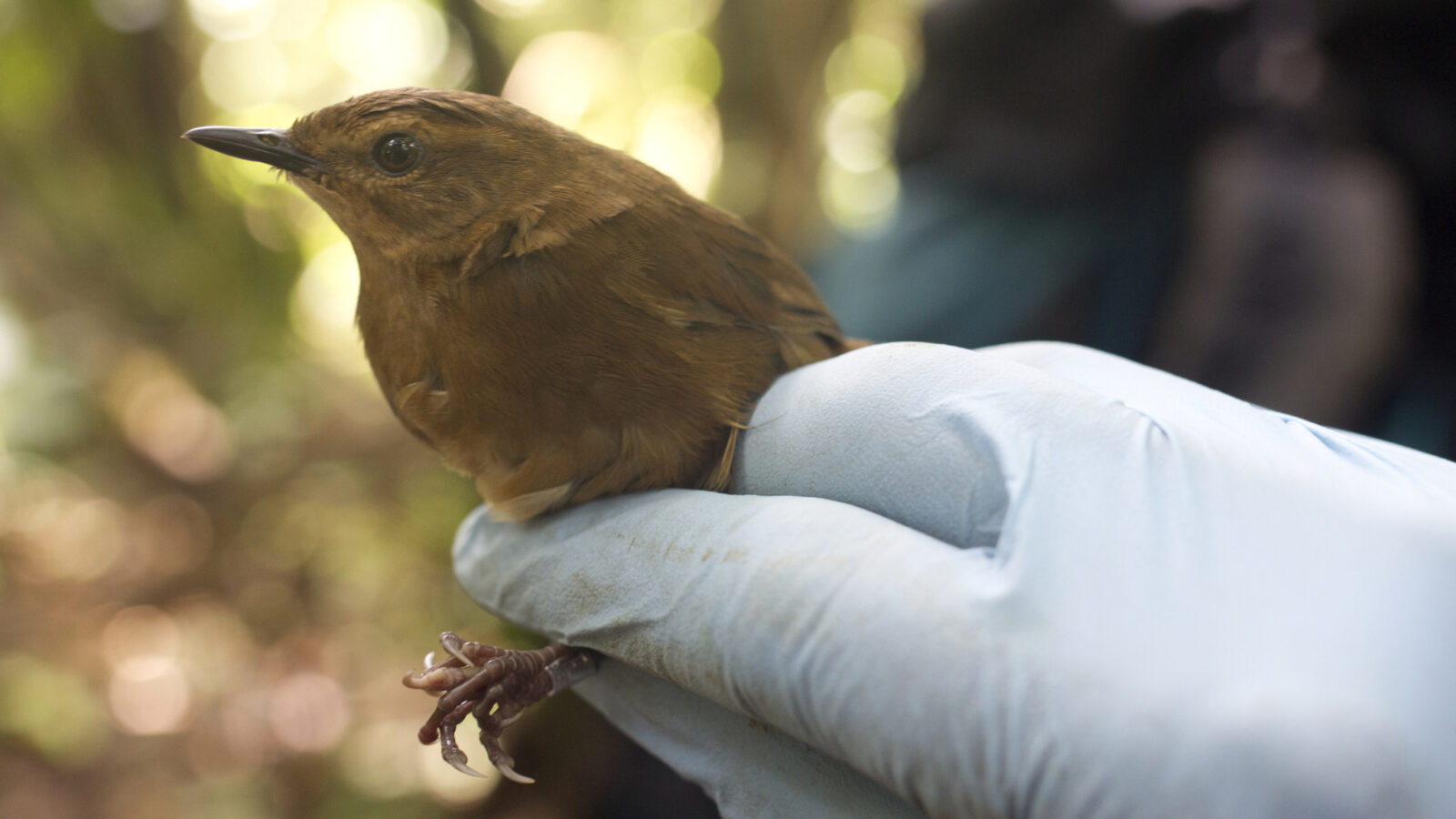 Evergreen Forest Warbler