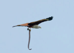 Brahminy Kite
