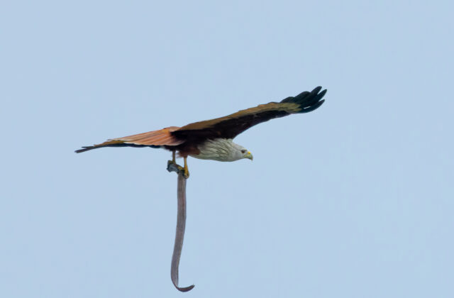 Brahminy Kite