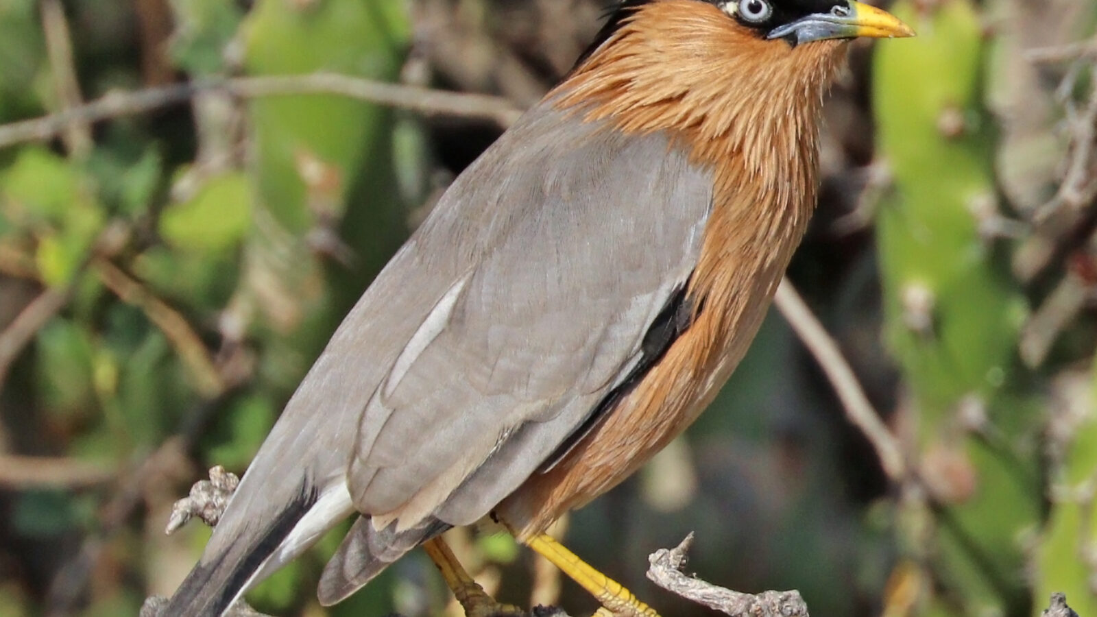 Brahminy Starling
