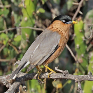 Brahminy Starling