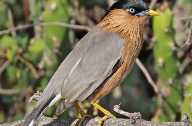 Brahminy Starling