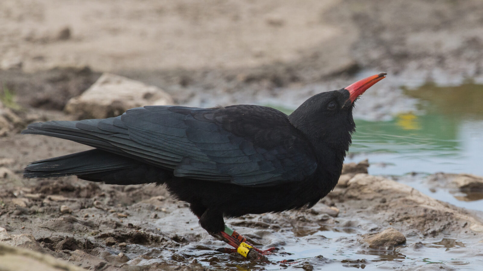 Red-billed Chough