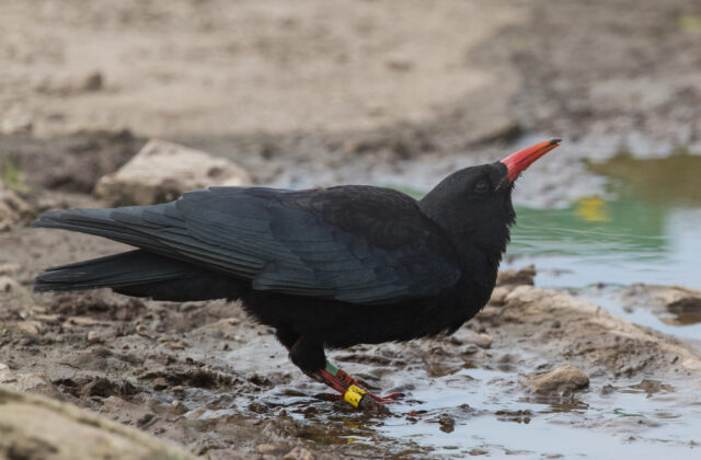 Red-billed Chough
