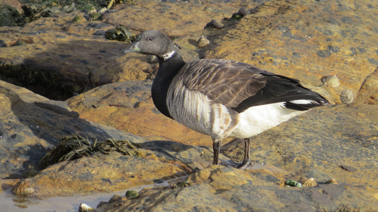 Brant Goose