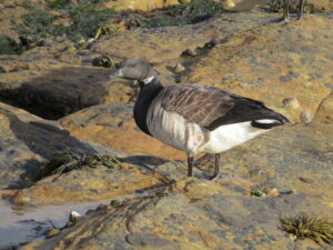 Brant Goose