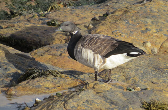 Brant Goose