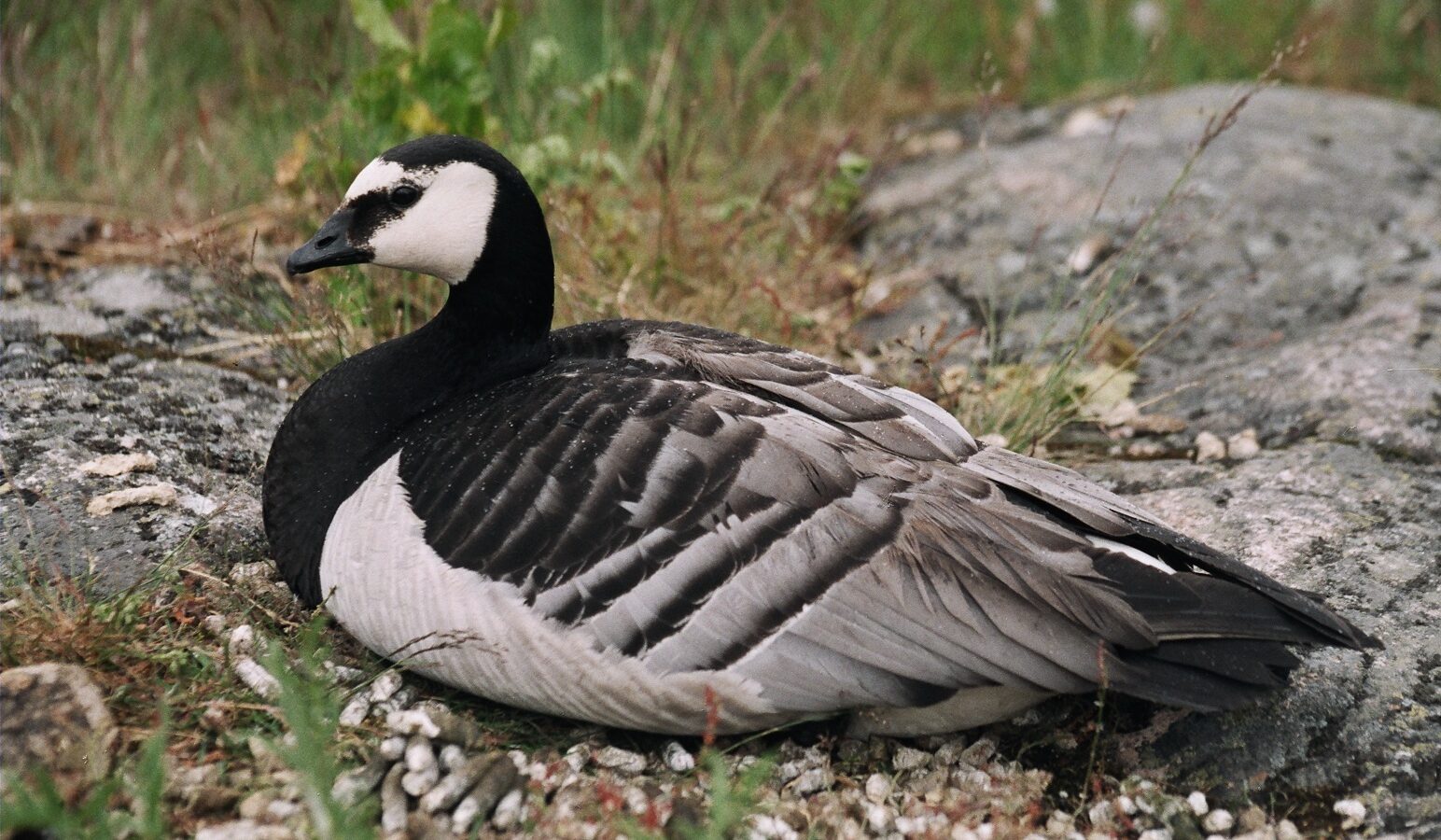 Barnacle Goose