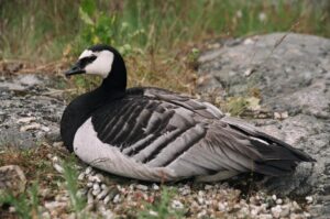Barnacle Goose