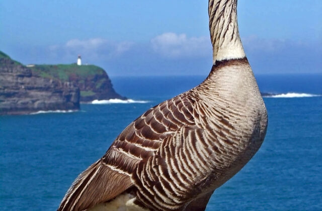 Nene