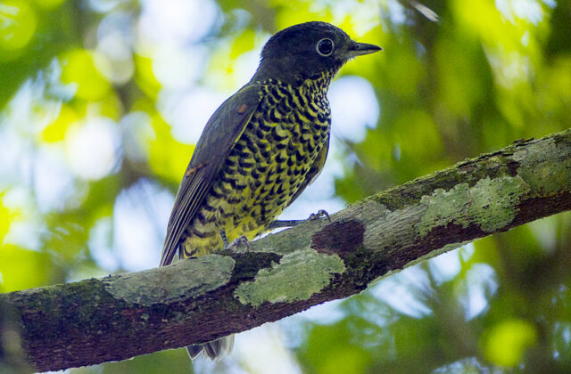 Brazilian Laniisoma