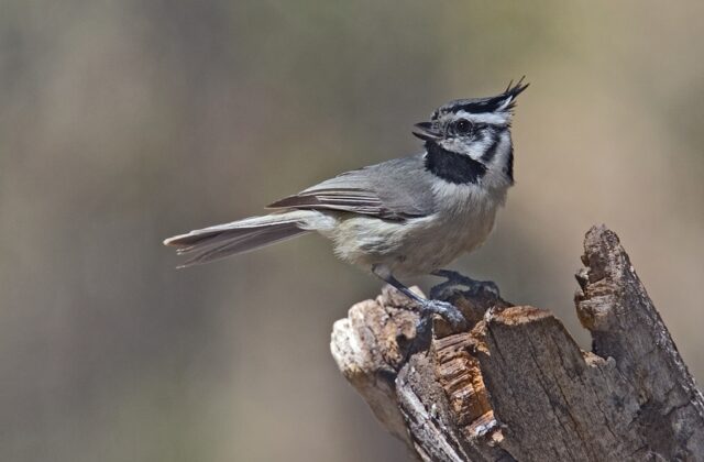 Bridled Titmouse