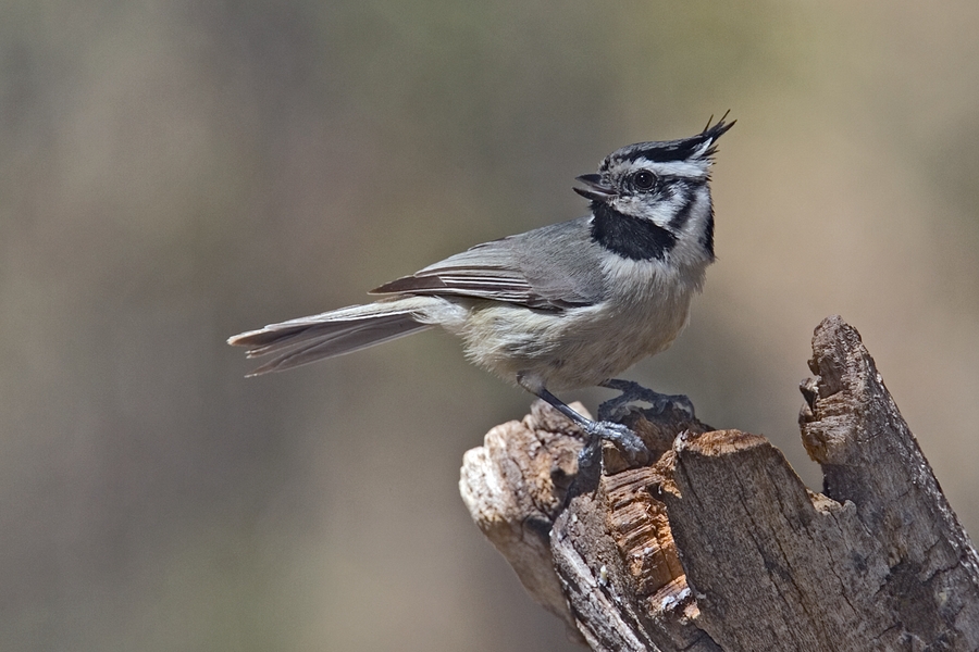 Bridled Titmouse
