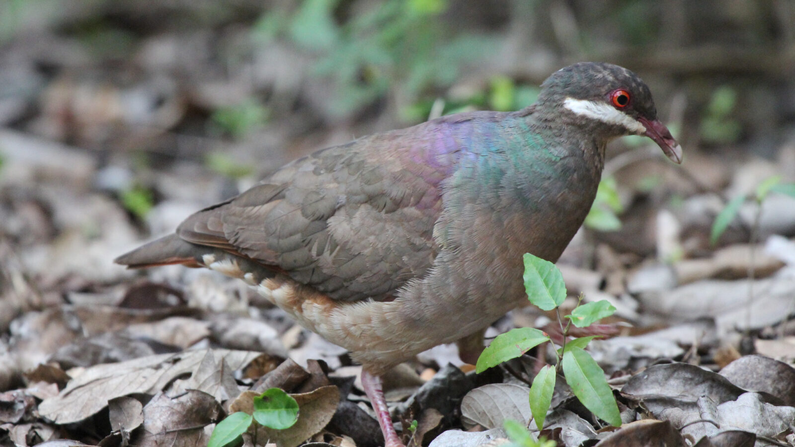Bridled Quail-Dove
