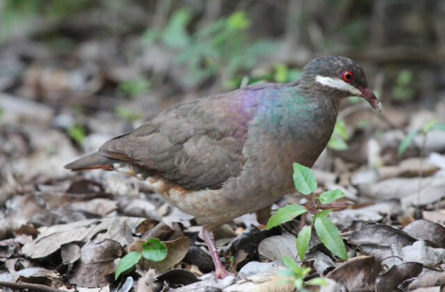 Bridled Quail-Dove