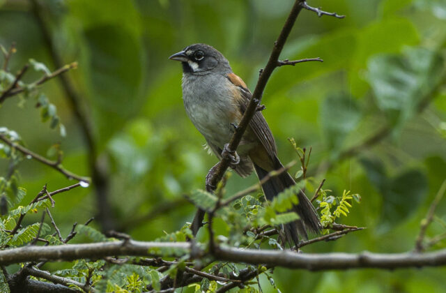 Bridled Sparrow