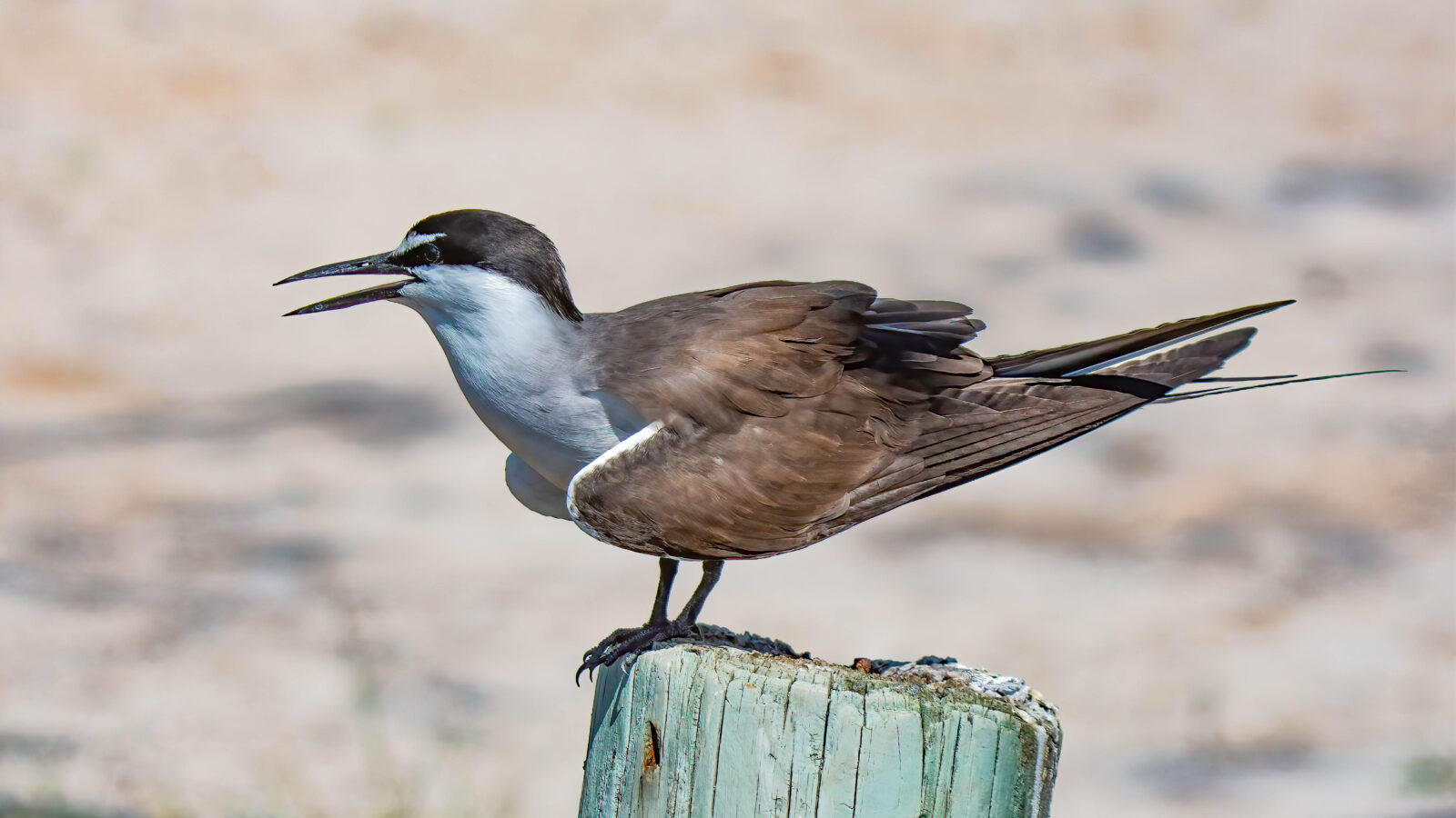 Bridled Tern