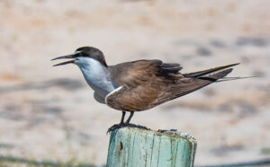 Bridled Tern