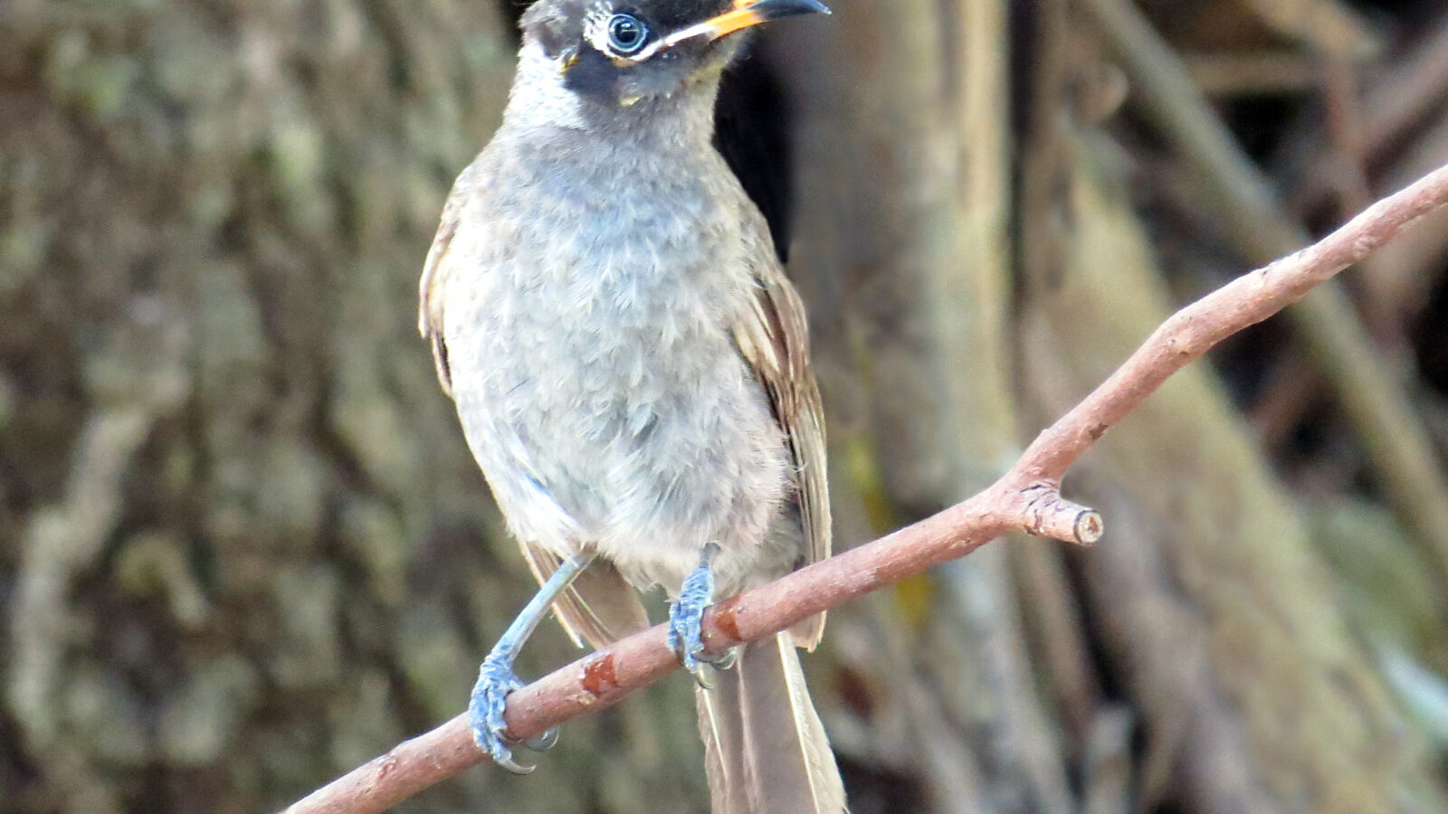 Bridled Honeyeater