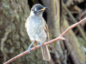 Bridled Honeyeater