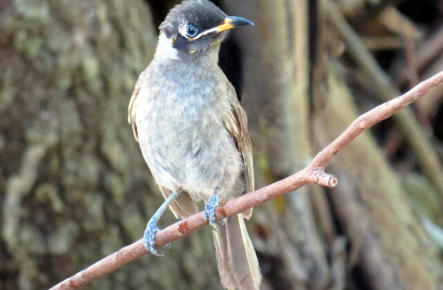 Bridled Honeyeater