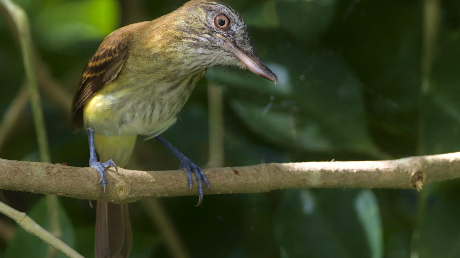 Bright-rumped Attila