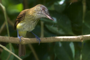 Bright-rumped Attila