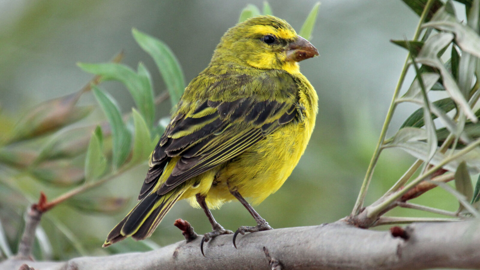 Brimstone Canary