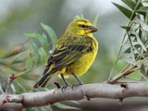 Brimstone Canary
