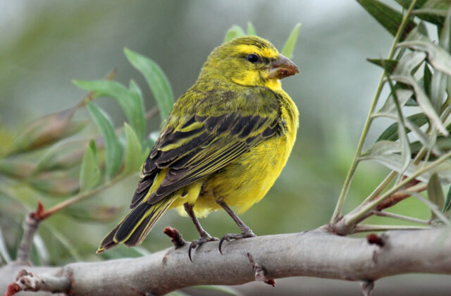 Brimstone Canary