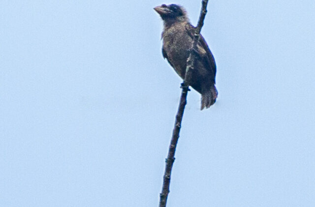 Bristle-nosed Barbet