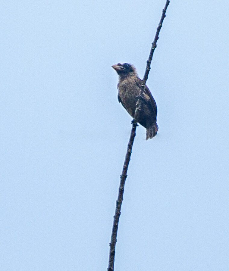 Bristle-nosed Barbet