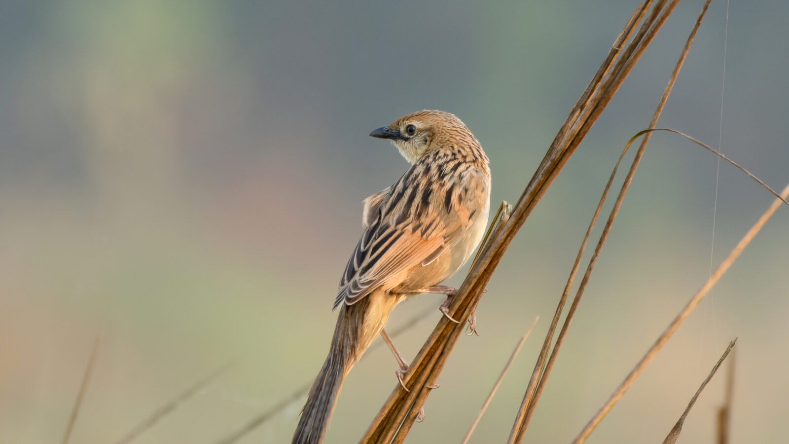 Bristled Grassbird