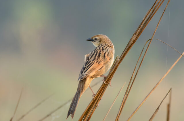 Bristled Grassbird
