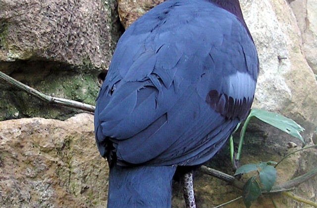 Victoria Crowned Pigeon
