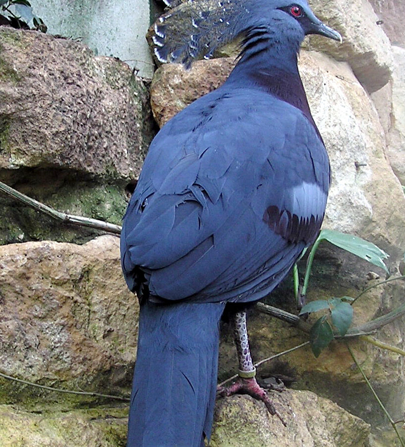 Victoria Crowned Pigeon