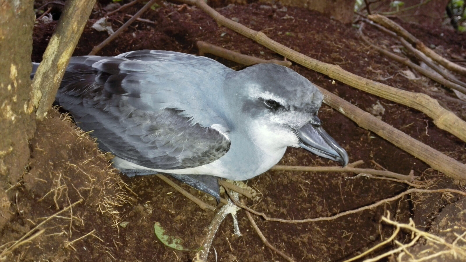 Broad-billed Prion