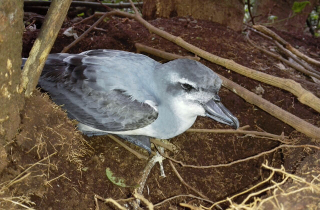 Broad-billed Prion