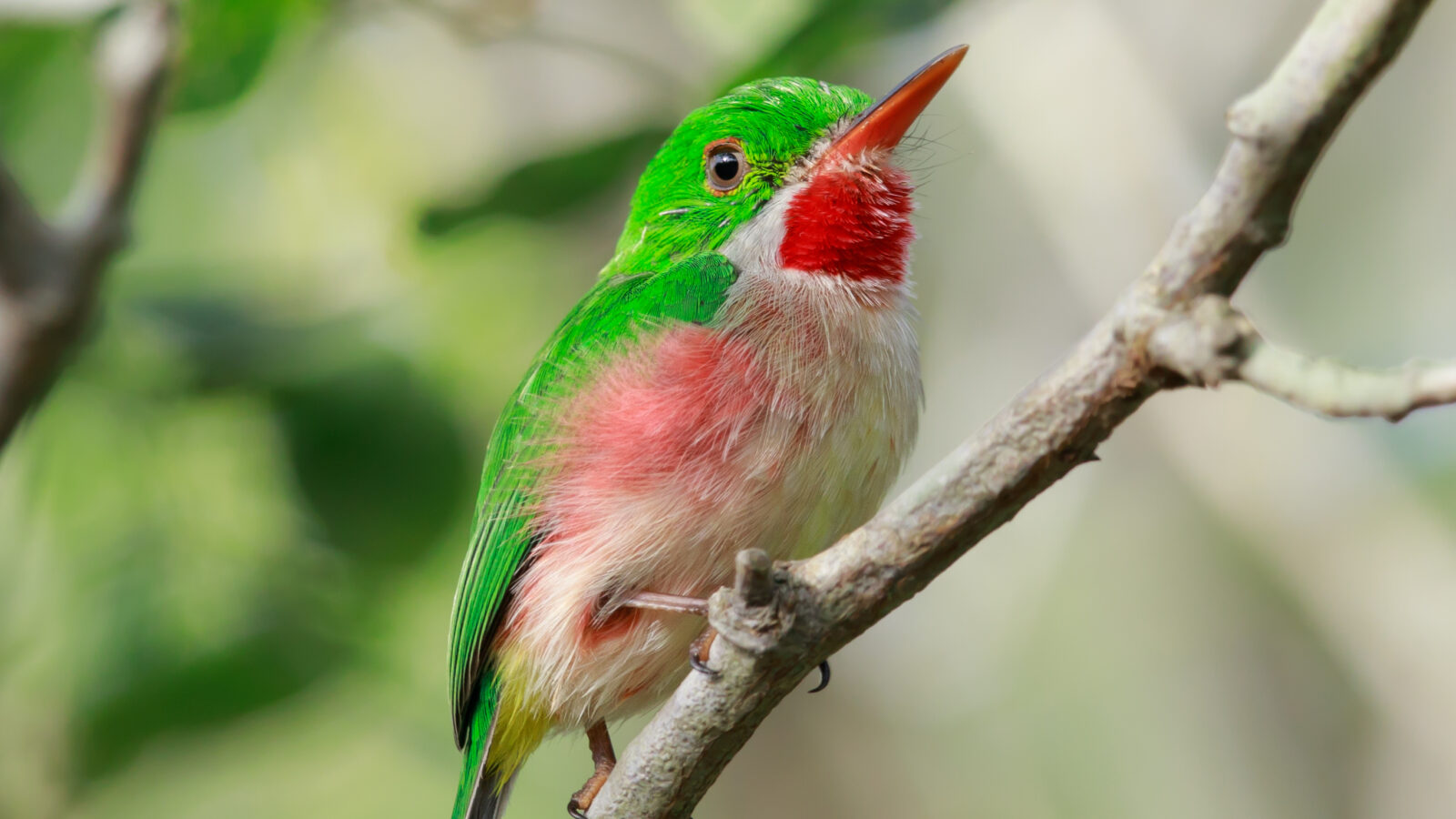 Broad-billed Tody
