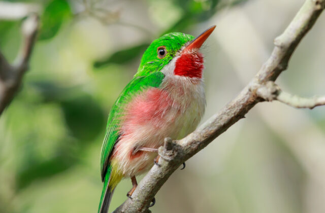 Broad-billed Tody